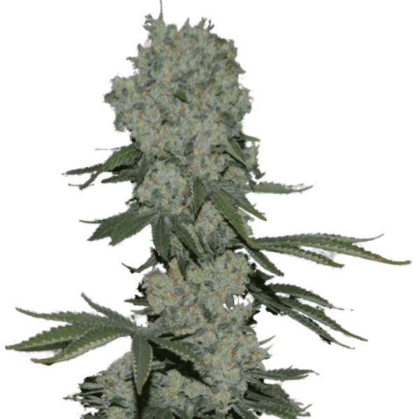 Enemy of the State Feminised Seeds by Super Strains