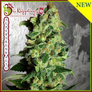 Super Skunk Auto Feminised Seeds by Dr Krippling