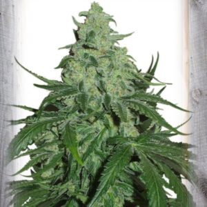 Super Skunk Auto Feminised Seeds by Garden Of Green