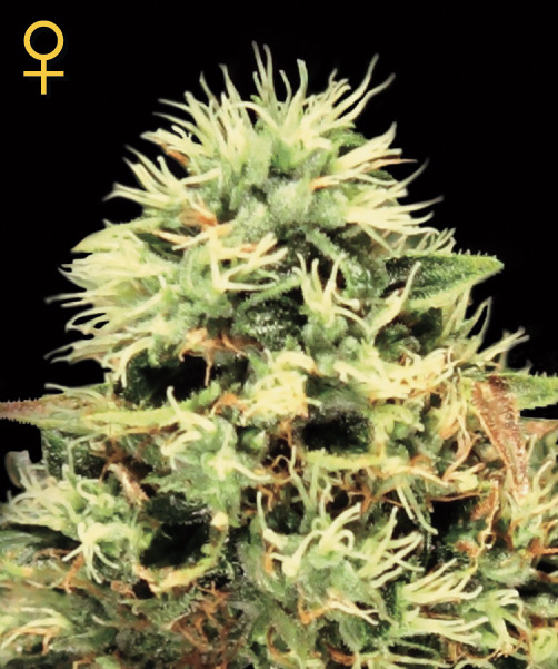 Super Bud Feminised Seeds by Greenhouse Seed Co.