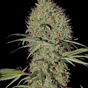 Super Bud Auto Feminised Seeds by Greenhouse Seed Co.
