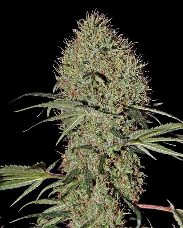 Super Bud Auto Feminised Seeds by Greenhouse Seed Co.
