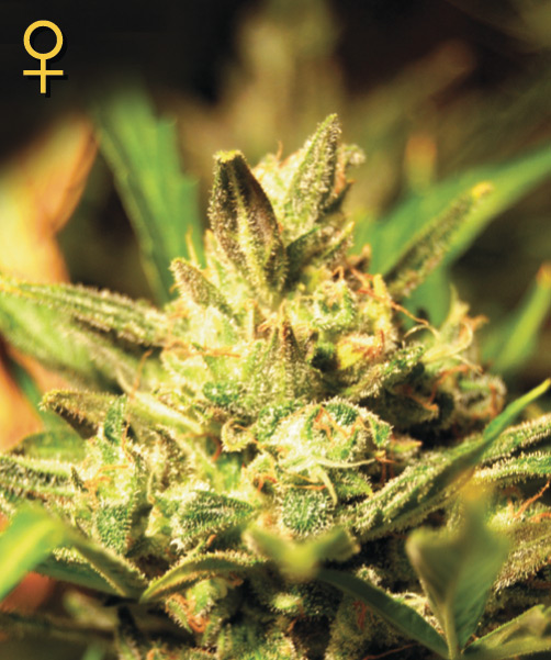 Super Critical Auto-flowering Feminised Seeds by Greenhouse Seed Co.