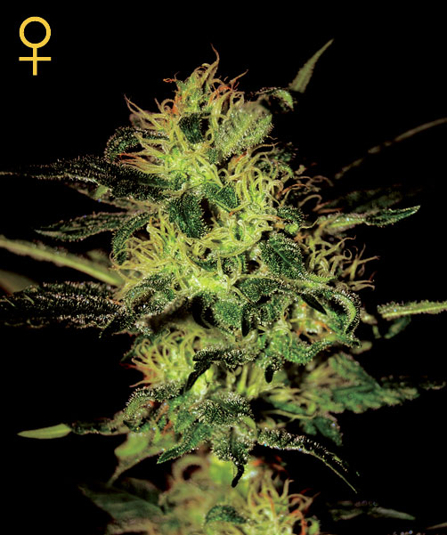 Super Critical Feminised Seeds by Greenhouse Seed Co.