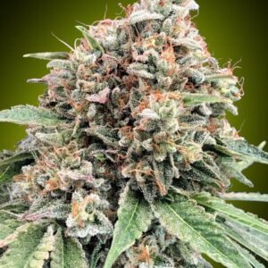 Sweet Critical 2.0 Feminised Seeds by 00 Seeds