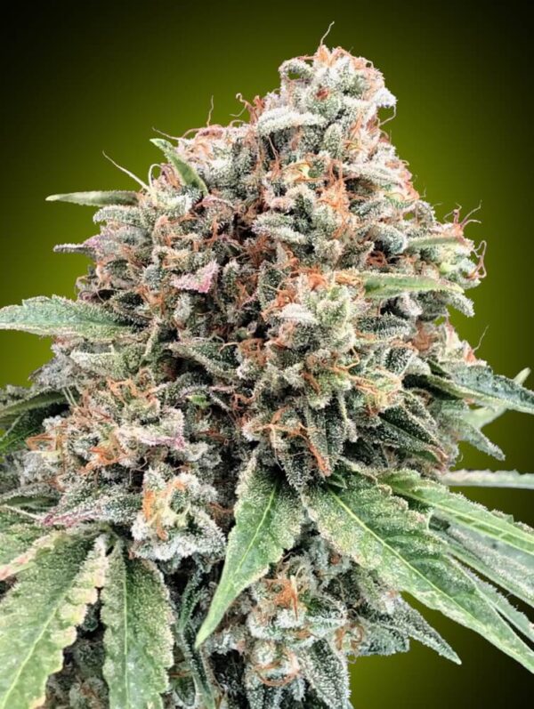 Sweet Critical 2.0 Feminised Seeds by 00 Seeds