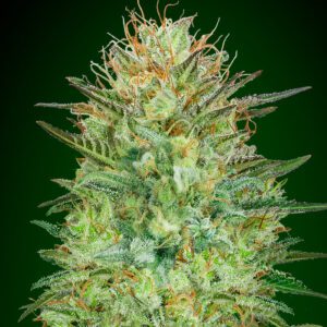 Sweet Critical Auto Feminised Seeds by 00 Seeds