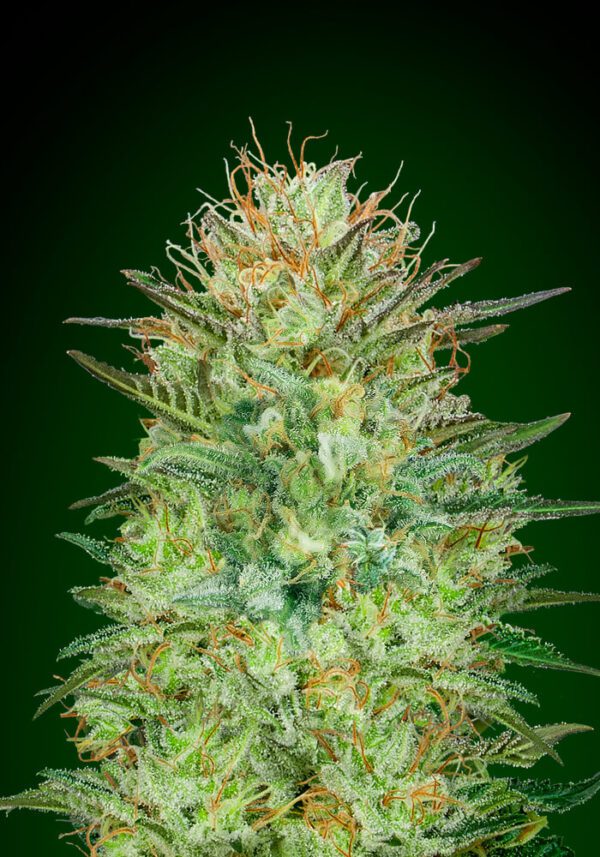 Sweet Critical Auto Feminised Seeds by 00 Seeds