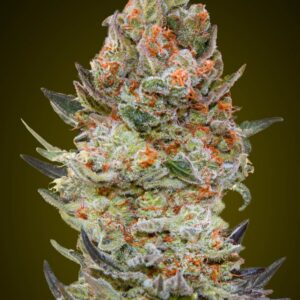 Sweet Critical CBD Feminised Seeds by 00 Seeds