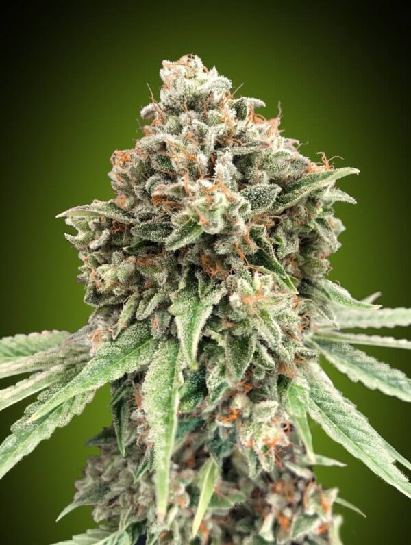 Sweet Critical FAST Feminised Seeds by 00 Seeds
