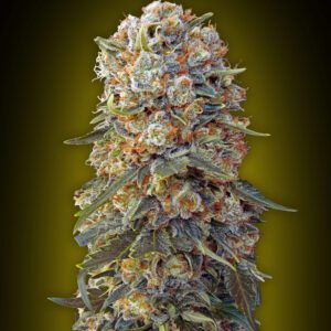 Sweet Critical Feminised Seeds by 00 Seeds