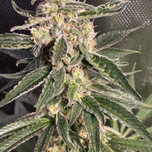 Sweet Donkey Auto Feminised Seeds by Ministry of Cannabis