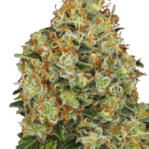 Sweet Tangerine Tango Auto Feminised Seeds by White Label Seed Company