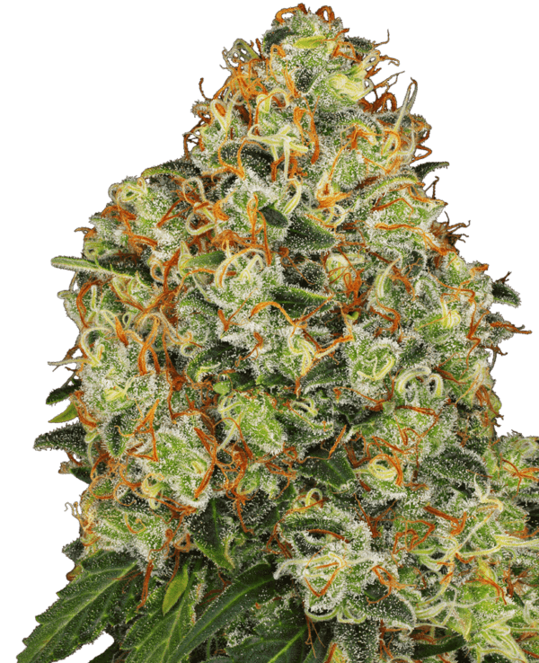 Sweet Tangerine Tango Auto Feminised Seeds by White Label Seed Company