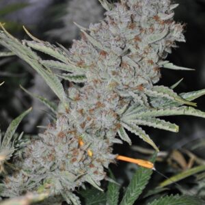 Sweet Tooth Express Auto Feminised Seeds by Phoenix Seeds