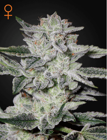 Sweet Valley Kush Feminised Seeds by Greenhouse Seed Co.