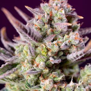 Sweet Zenzation XL Auto Feminised Seeds by Sweet Seeds