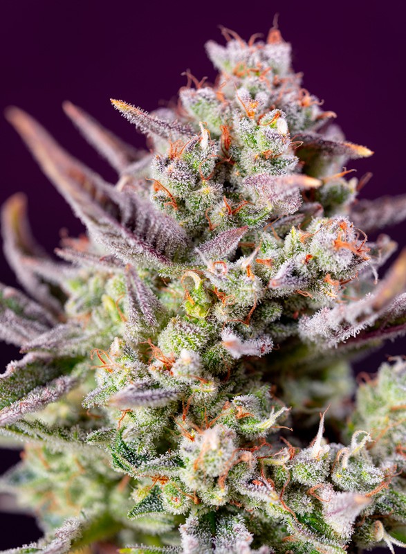 Sweet Zenzation XL Auto Feminised Seeds by Sweet Seeds