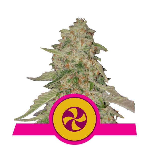 Sweet ZZ (formerly Sweet Zkittlez) Feminised Seeds by Royal Queen Seeds