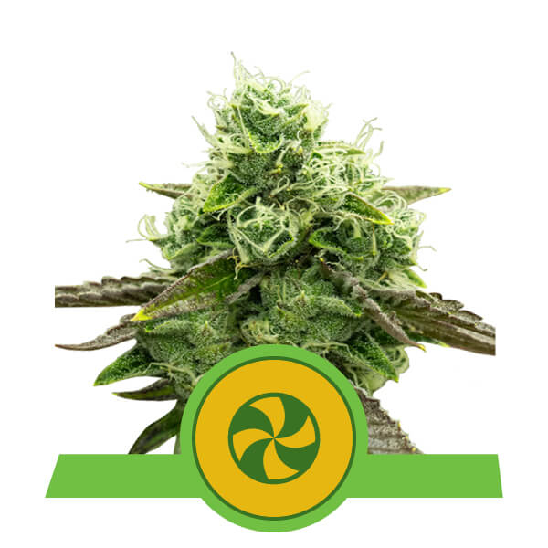 Sweet ZZ Auto Feminised Seeds by Royal Queen Seeds
