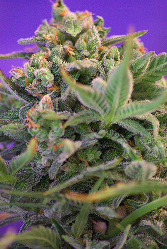 Sweet Cheese Auto Feminised Seeds by Sweet Seeds
