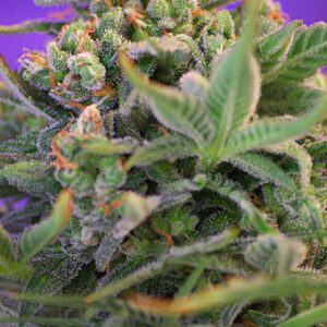 Sweet Cheese F1 FAST Version Feminised Seeds by Sweet Seeds