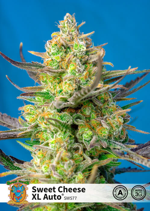 Sweet Cheese XL Auto Feminised Seeds by Sweet Seeds