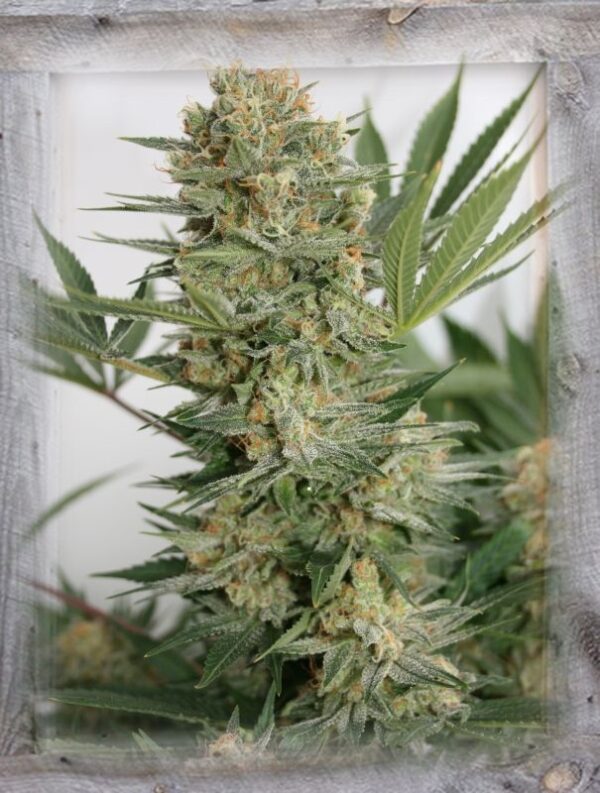 Sweet Russian Feminised Seeds by Garden Of Green