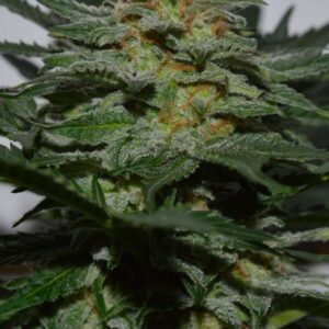 SweetBerry Cough Auto Feminised Seeds by Garden Of Green