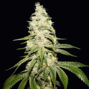 Mont Blanc Feminised Seeds by T.H. Seeds