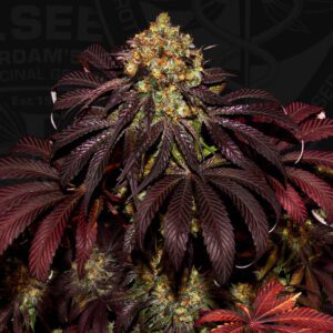 Stracciatella (Dos Si Dos x SBC) Feminised Seeds by T.H. Seeds