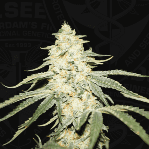 Wy-Kiki Feminised Seeds by T.H. Seeds
