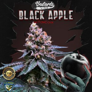 Black Apple Hitchcock Feminised Seeds by T.H. Seeds