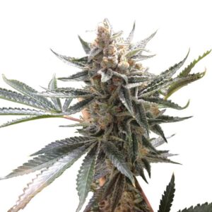 Tangie Feminised Seeds by DNA Genetics