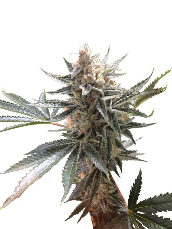 Tangie Feminised Seeds by DNA Genetics
