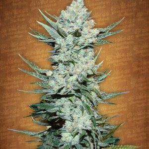Tangie 'Matic Auto Feminised Seeds by FastBuds