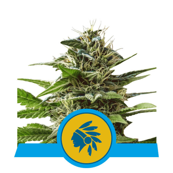 Tatanka Pure CBD Feminised Seeds by Royal Queen Seeds