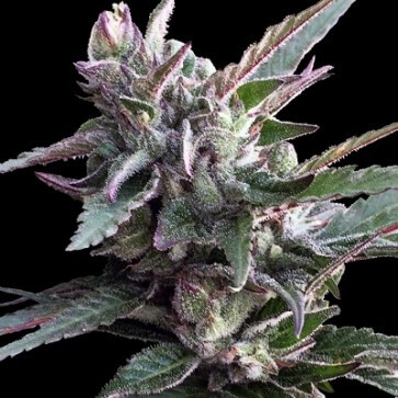 Thai Chi Feminised Seeds by Ace Seeds