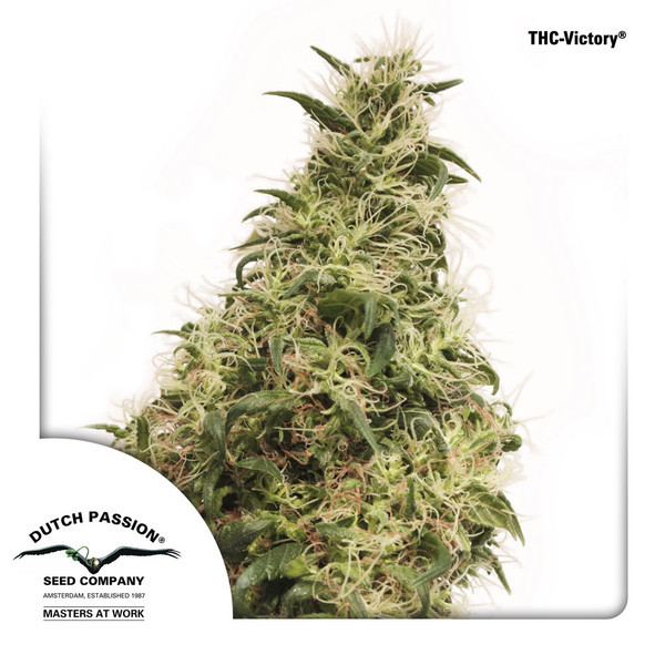 THC-Victory Feminised Seeds by Dutch Passion