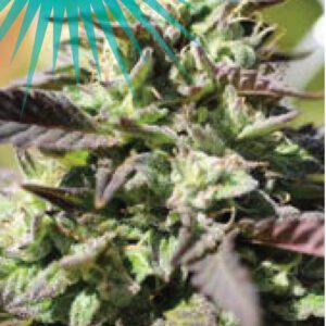 The Bling Feminised Seeds by Humboldt Seed Co.