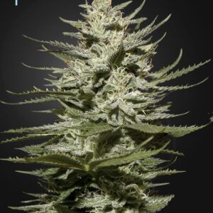 The Church CBD Feminised Seeds by Greenhouse Seed Co.