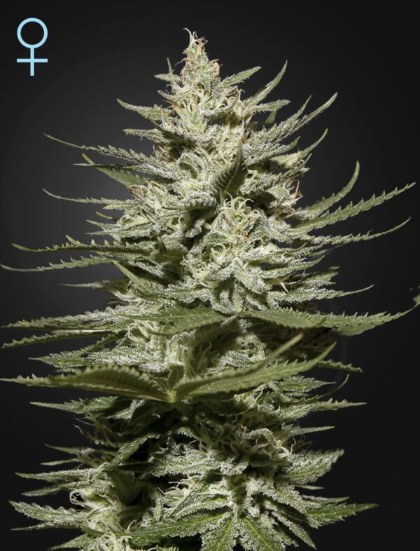 The Church CBD Feminised Seeds by Greenhouse Seed Co.