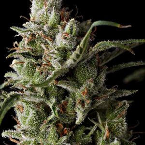 The Funk Feminised Seeds by Grand Daddy Genetics