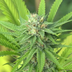 The Mission Regular Seeds by Norstar Genetics