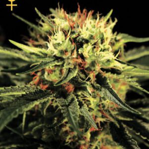 The Doctor Feminised Seeds by Greenhouse Seed Co.