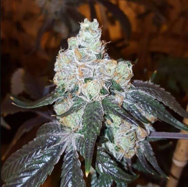 Thin Mint Girl Scout Cookies Feminised Seeds by Elev8 Seeds