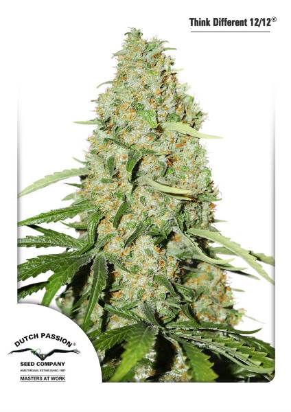 Think Fast Feminised Seeds by Dutch Passion