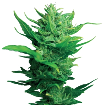 Think Different Auto Feminised Seeds by Dutch Passion
