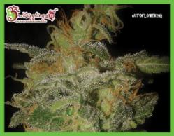 The Incredible Bulk Auto Feminised Seeds by Dr Krippling