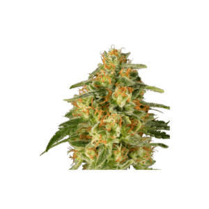 TNT Trichome Feminised Seeds by Super Sativa Seed Club